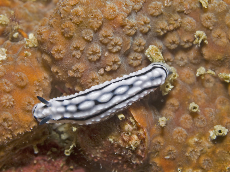 Nudibranch, Hin Bida